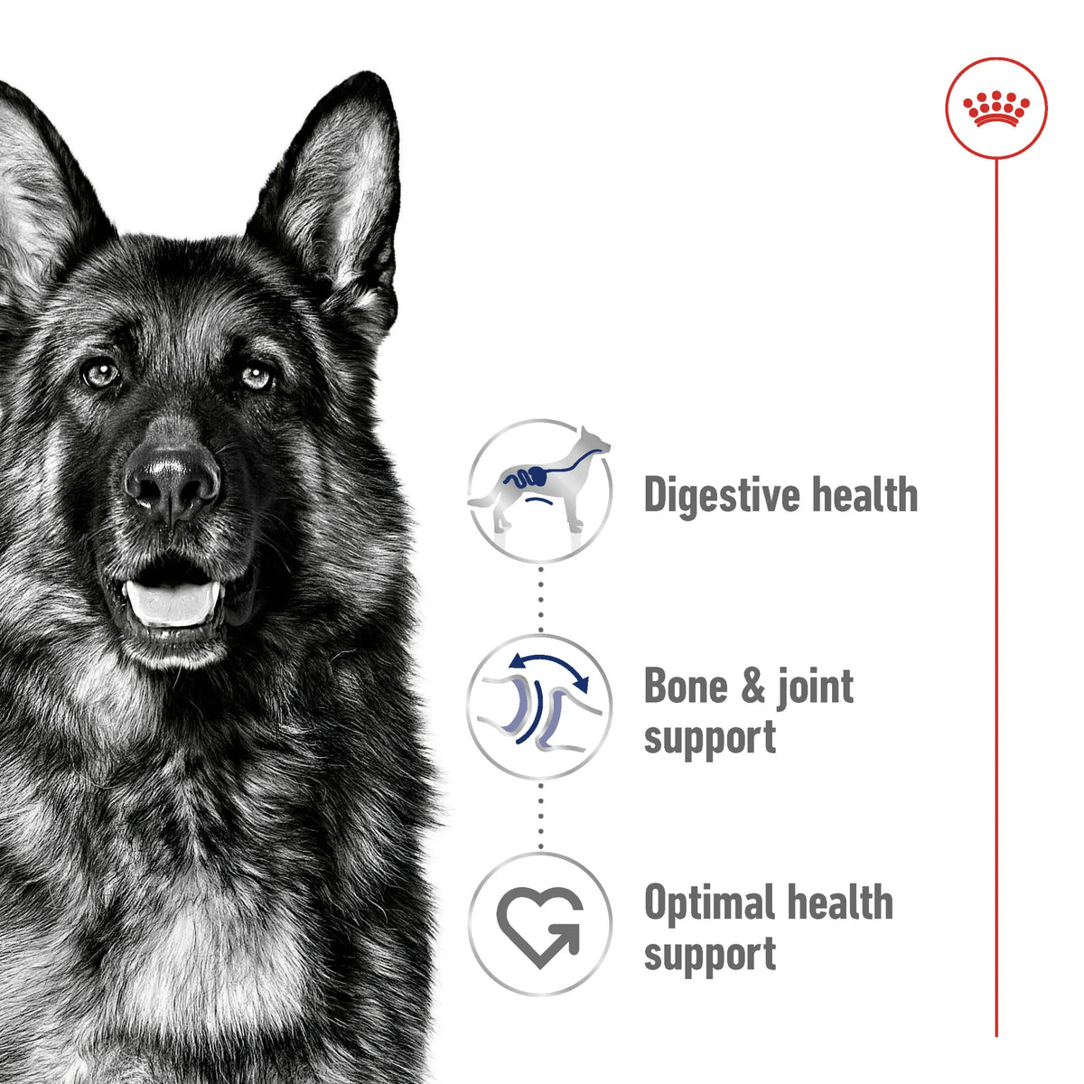 Royal Canin Dog Dry Food Maxi Adult