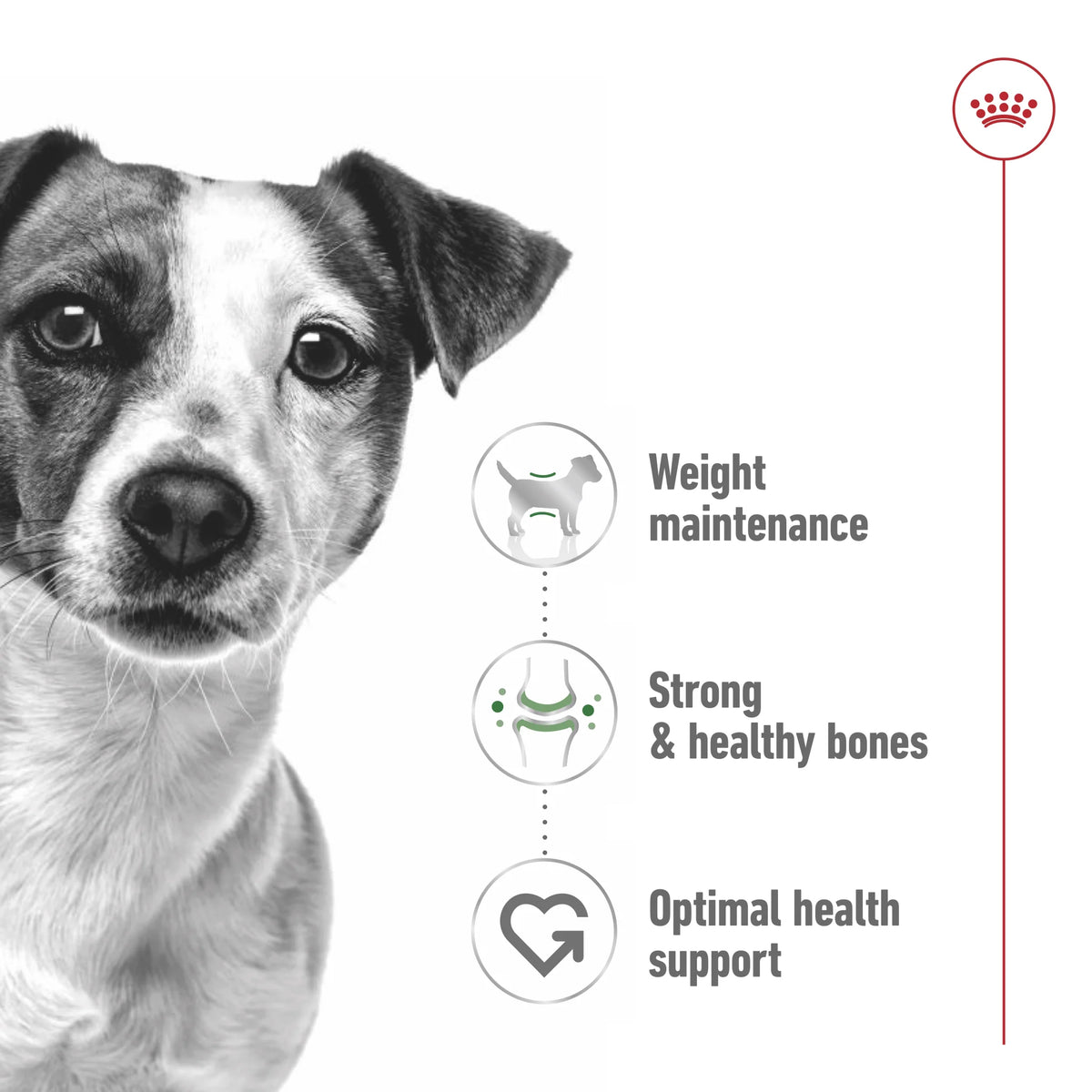 Royal Canin Wet Dog Food Mini Adult 85gr