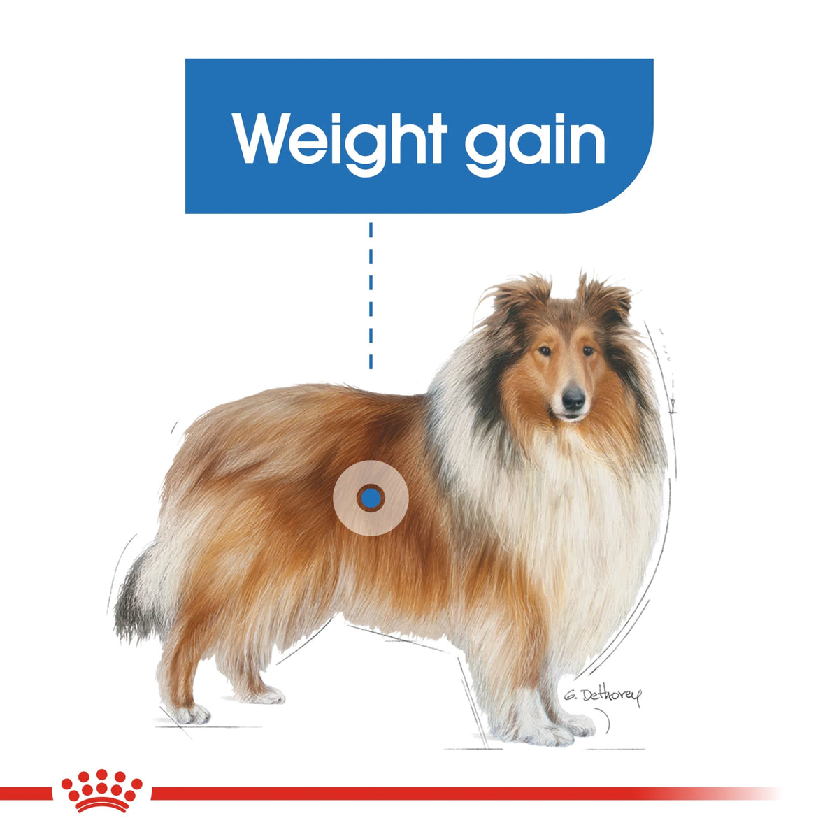 Royal Canin Dog Dry Food Maxi Light Weight Care