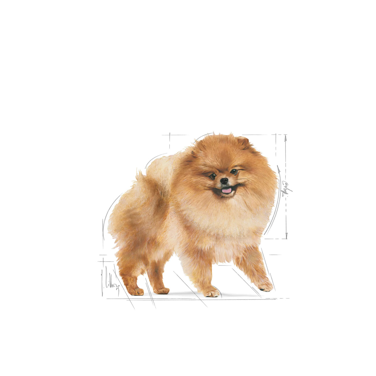 Royal Canin Dry Dog Food Pomeranian Adult