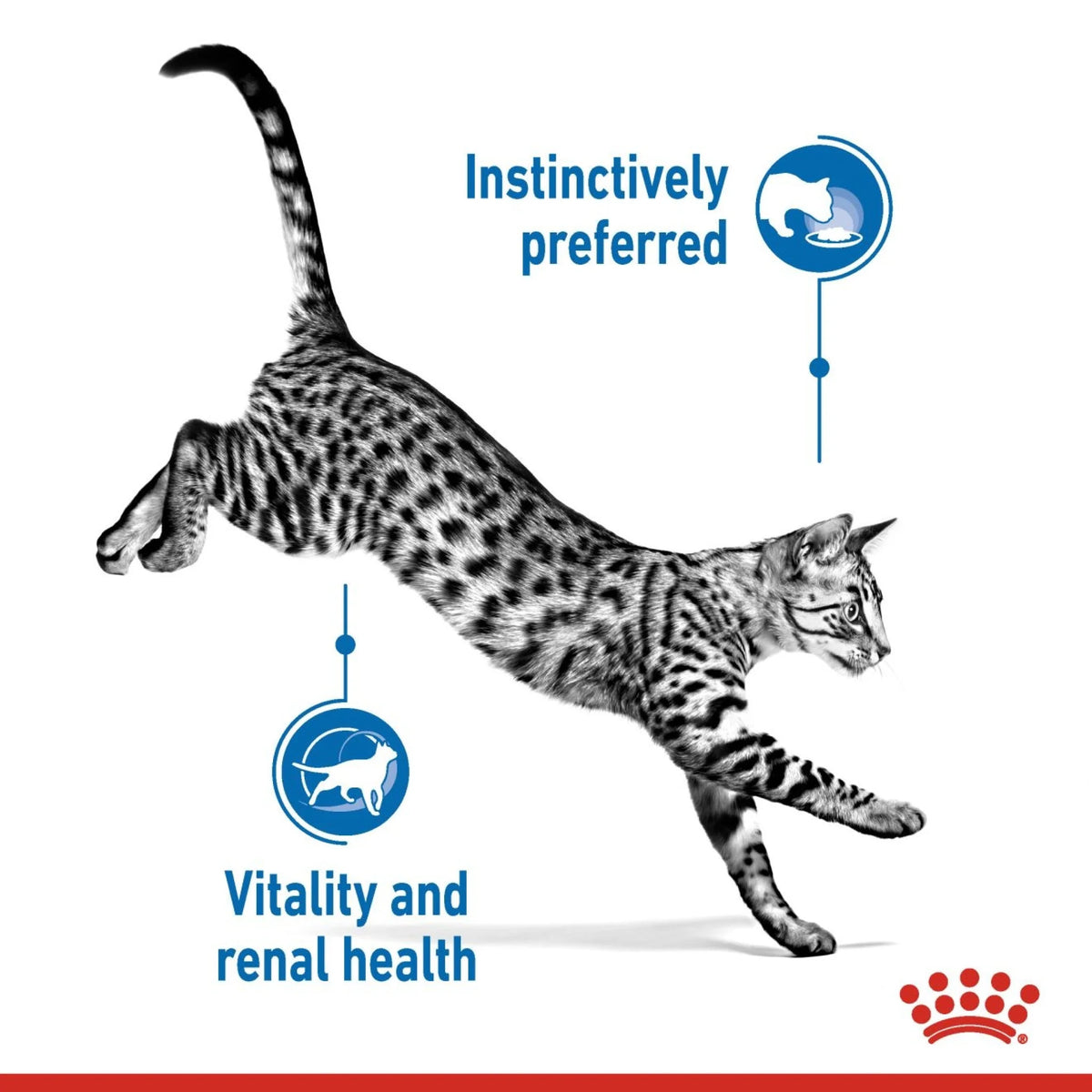 Royal Canin Wet Food Cat Indoor Gravy 85gr