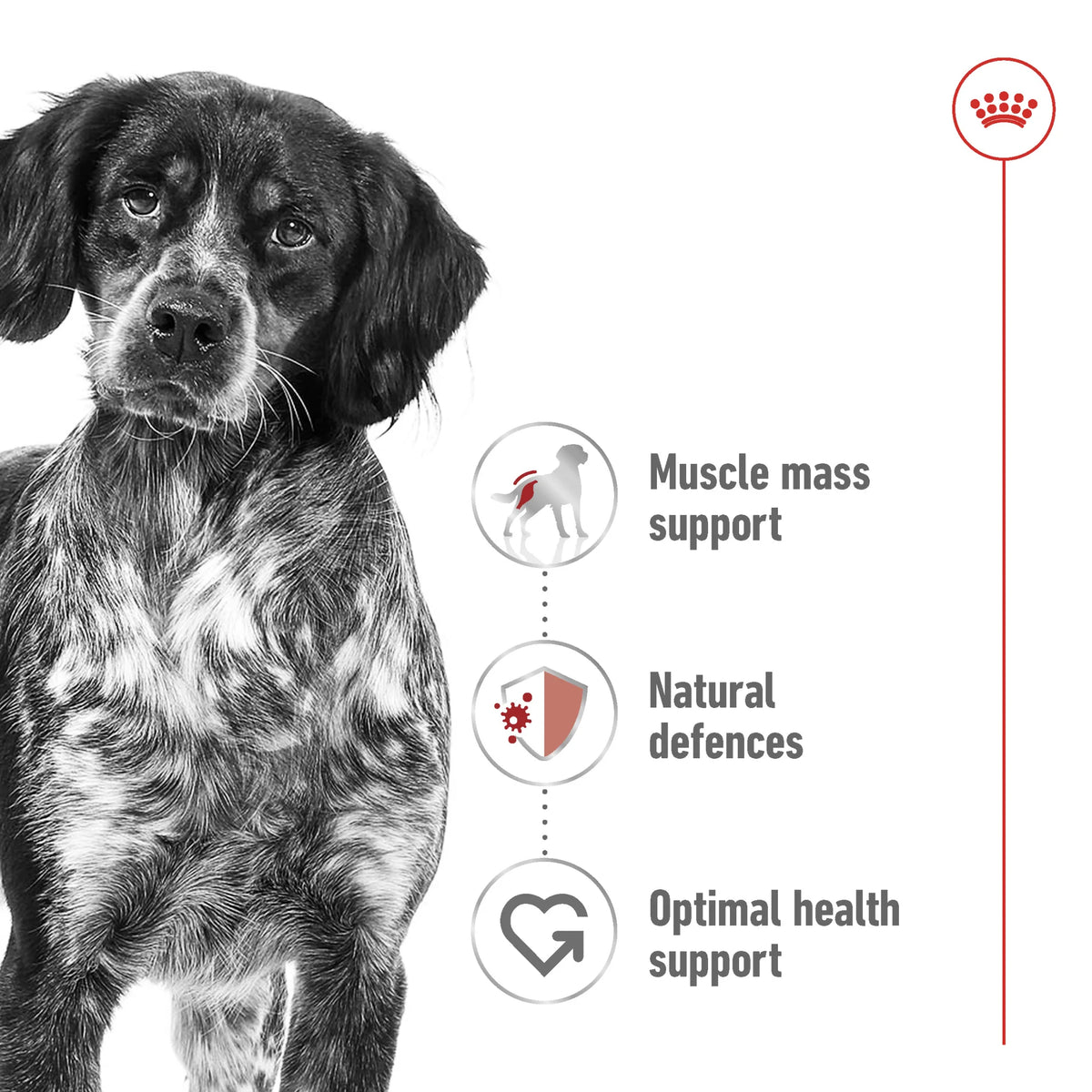 Royal Canin Dog Medium Adult Wet Food Gravy 85gr